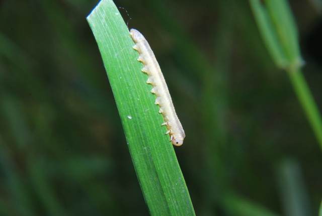 larva di Tenthredinidae